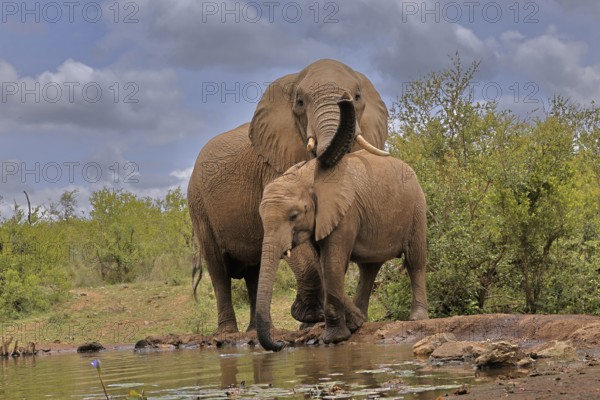 African elephant (Loxodonta africana), adult, bull, male, young animal, bull with young animal, social behaviour, at the water, drinking, Kruger National Park, Kruger National Park, South Africa, Africa
