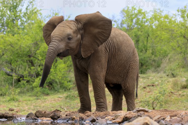 African elephant (Loxodonta africana), young animal, at the water, Kruger National Park, Kruger National Park, South Africa, Africa
