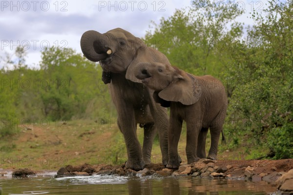 African elephant (Loxodonta africana), adult, male, bull, young animal, young bull with young animal, at the water, drinking, Kruger National Park, Kruger National Park, South Africa, Africa