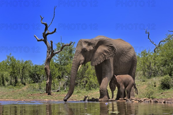African elephant (Loxodonta africana), adult, female, mother, young animal, mother with young animal, at the water, drinking, Kruger National Park, Kruger National Park, South Africa, Africa