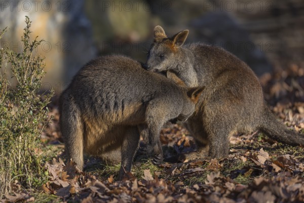 Two swamp wallaby (Wallabia bicolor) next to a bush in early morning light