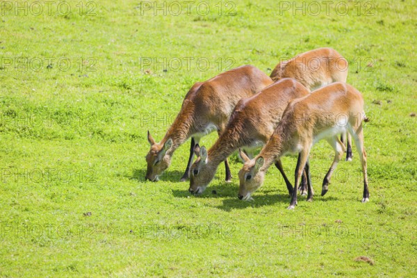 A group of four female Lechwe Waterbucks, Kobus leche, graze on a green meadow