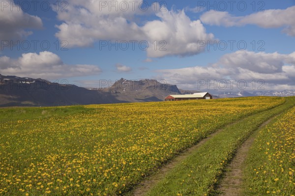 Farmhouse and flowering meadow at Ytri Tunga, West Iceland. Sunny day with blue sky and some clouds