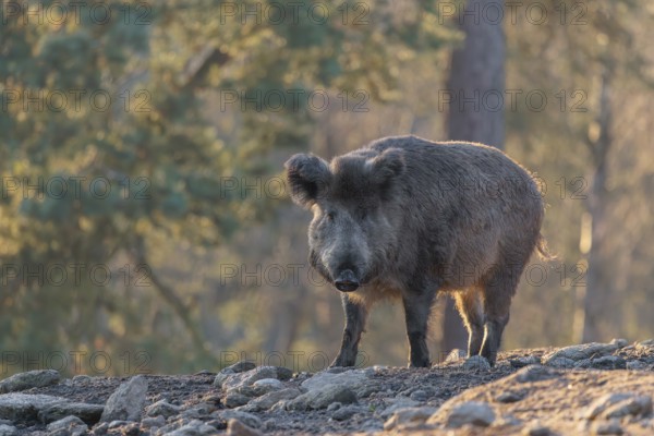 On a sunny day, a wild boar or wild pig (Sus scrofa) stands backlit on a frozen mound of earth