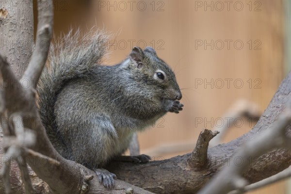 One Père David's rock squirrel (Sciurotamias davidianus), also known as the Chinese rock squirrel sitting on a branch, feeding