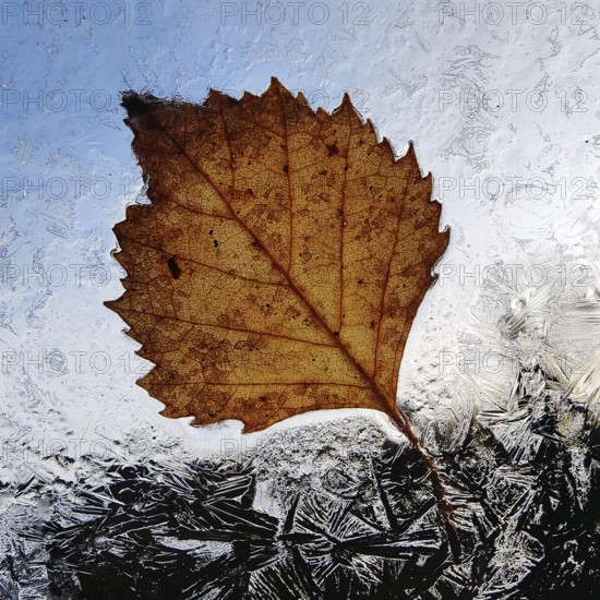A translucent autumn leaf at the window with ice flowers, autumn, Witten, Ruhr area, North Rhine-Westphalia, Germany, Europe