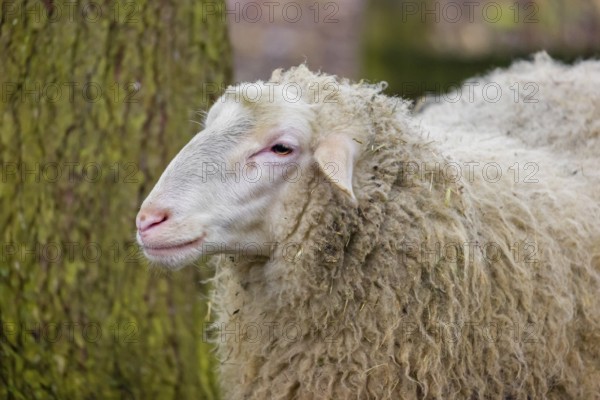 A female Waldschaf, Ovis gmelini aries, stands on a pasture