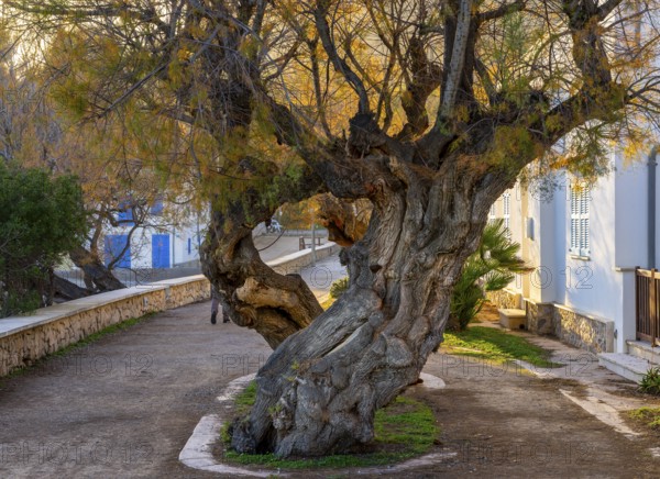 Crooked tree trunk of a cypress, Cala Rajada, Majorca, Spain, Europe
