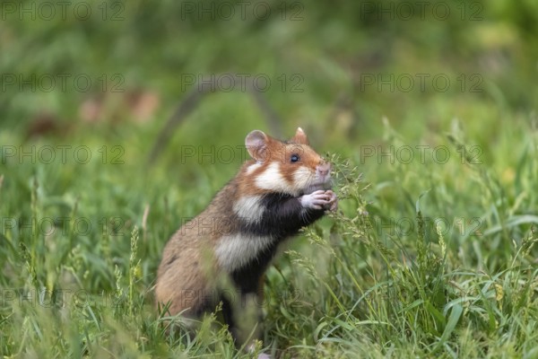 One European hamster (Cricetus cricetus), Eurasian hamster, black-bellied hamster or common hamster, standing tall in high grass, trying to get some food