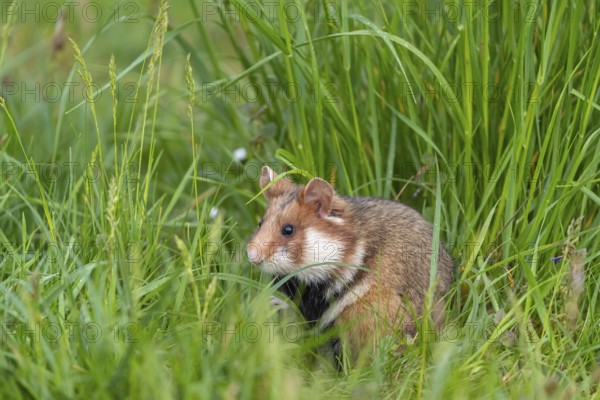 One European hamster (Cricetus cricetus), Eurasian hamster, black-bellied hamster or common hamster, sitting on fresh green grass
