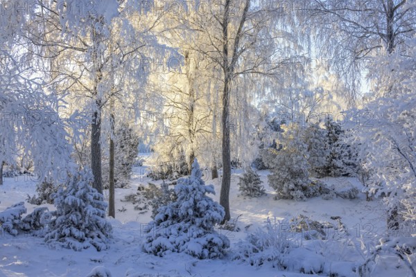 Beautiful winter landscape with sunshine on the frosty trees in the snowy forest