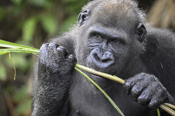 Western lowland gorilla (Gorilla gorilla gorilla) eating, male animal, Réserve Lésio-Louna nature reserve, near Moembe, Plateau department, Republic of Congo
