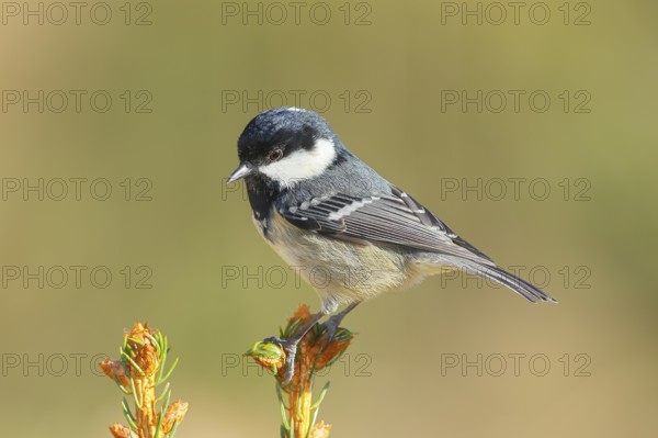 Fir tit (Periparus ater) sitting on a spruce top, wildlife, animals, birds, titmouse, Siegerland, North Rhine-Westphalia, Germany, Europe