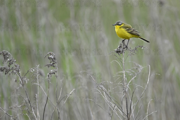 Yellow wagtail (Motacilla flava), male sitting on a thin branch, Lake Neusiedl National Park, Seewinkel, Burgenland, Austria, Europe