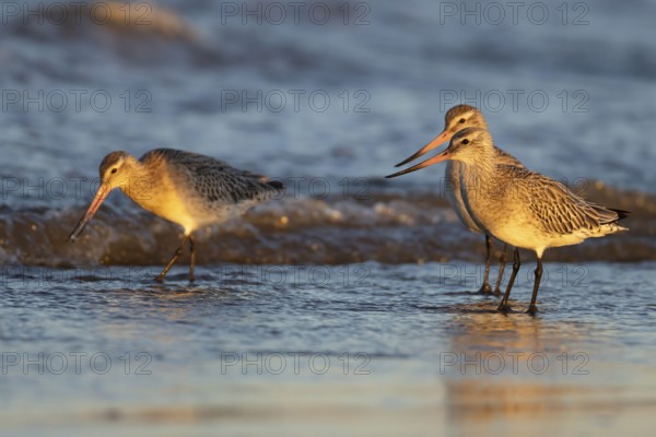 Bar tailed godwit (Limosa lapponica) three adult birds in winter plumage on a coastline, Norfolk, England, United Kingdom, Europe