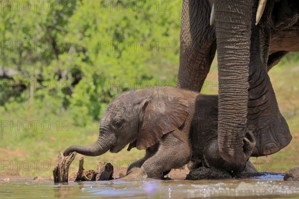 African elephant (Loxodonta africana), young animal, calf, baby elephant, mother, young animal with mother, at the water, Kruger National Park, Kruger National Park, South Africa, Africa