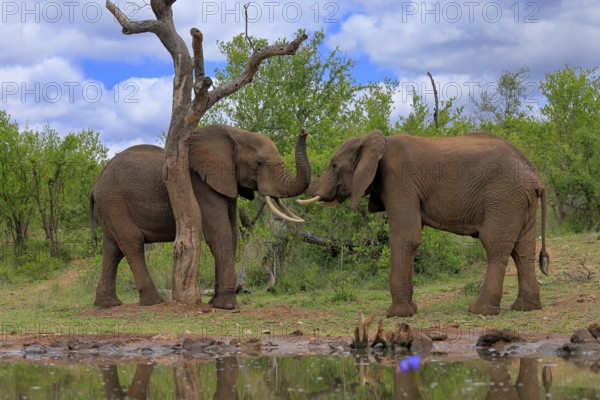 African elephant (Loxodonta africana), adult, male, two bulls, fighting, wrestling, at the water, Kruger National Park, Kruger National Park, South Africa, Africa