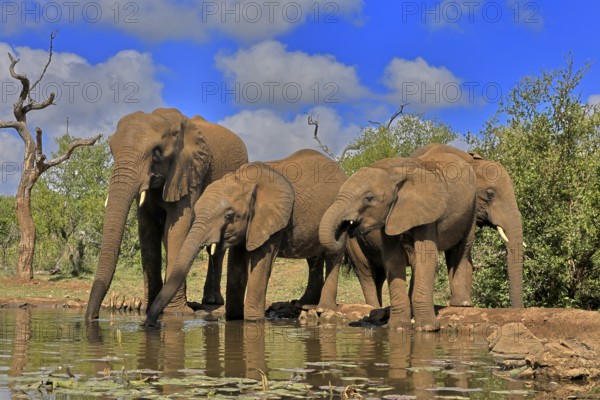 African elephant (Loxodonta africana), adult, juvenile, group with juveniles, at the water, drinking, group, Kruger National Park, Kruger National Park, South Africa, Africa