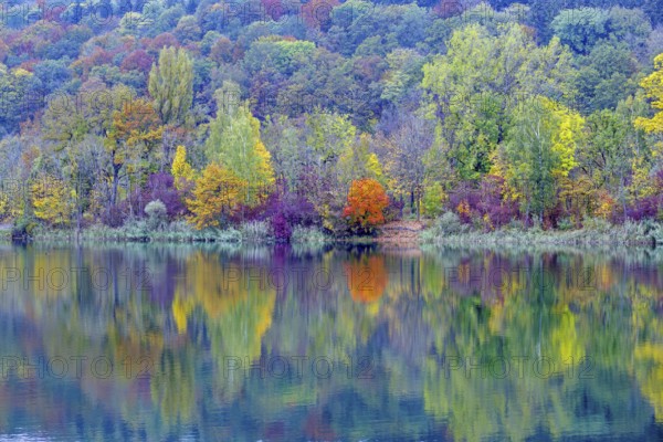 Trees reflected in the water, autumn, Pfuhler See, near Neu-Ulm, Bavaria, Germany, Europe
