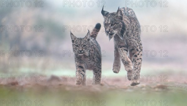 Lynx pardinus, female with young in the morning mist, Castilla-La Mancha, Spain, Europe