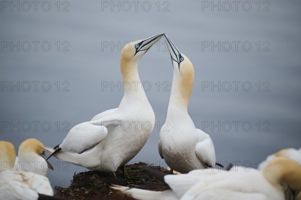 Northern gannet (Morus bassanus) couple greeting each other with their beaks, wildlife, Helgoland, Germany, Europe