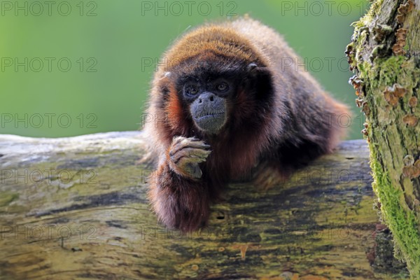 Coppery titi (Plecturocebus cupreus, Syn.: Callicebus cupreus), adult, portrait, tree trunk, South America