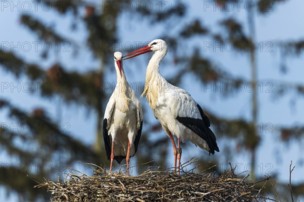 Two storks standing on a nest and touching each other's beaks, White Stork (Ciconia ciconia), wildlife, Germany, Europe