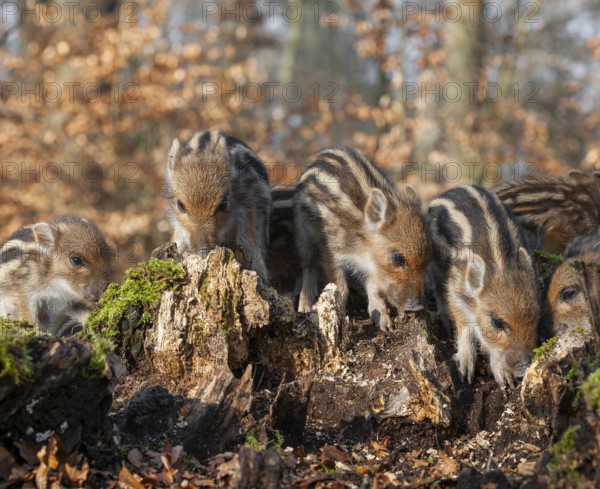Wild boar, wild boar (Sus scrofa), young boar looking for food at an old tree stump in the forest, Germany, Europe