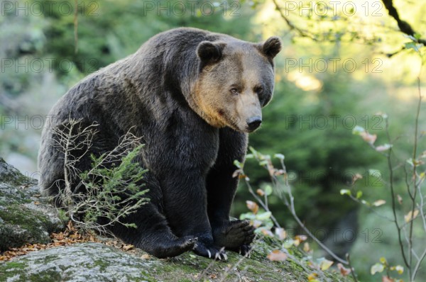 A brown bear sits quietly on a rock in autumn forest, Eurasian brown bear (Ursus arctos arctos), Bavarian Forest National Park
