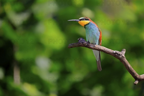 European bee-eater (Merops apiaster), adult, perch, alert, Rhineland-Palatinate, Germany, Europe