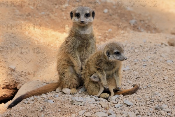 Tiger nut (Suricata suricatta), adult, two adults, juvenile, newborn, baby, social behaviour
