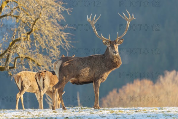 A red deer stag (Cervus elaphus) and two hinds stand in the first light of day on a meadow covered in hoar frost. A forest and a Pear Tree can be seen in the background