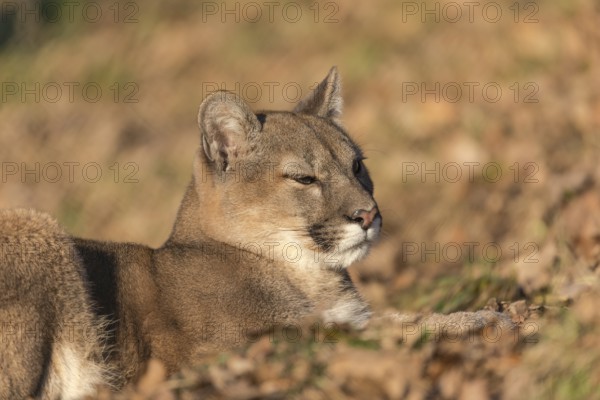 One female cougar, Puma concolor, lying on autumn leafes in late sunlight