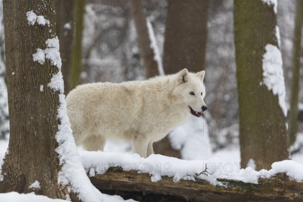 Melville Island wolf (Arctic wolf) standing in snow covered forest, snow falling