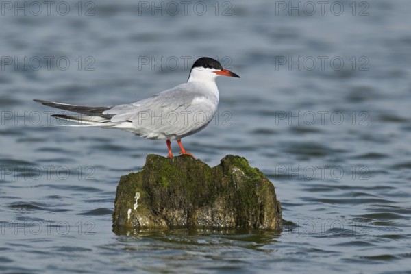 Common Tern (Sterna hirundo), sitting on a stone, West Frisian Islands, province of North Holland, Netherlands
