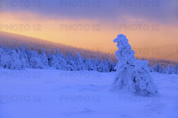 Morning atmosphere, sunrise on the Brocken in winter with snow-covered spruces, fog, Harz National Park, Saxony-Anhalt, Germany, Europe