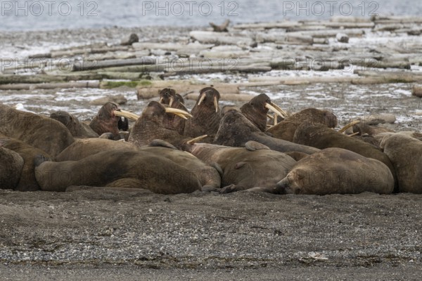 Walrus (Odobenus rosmarus), walrus, wintery headland Ardneset, Svalbard and Jan Mayen archipelago, Norway, Europe