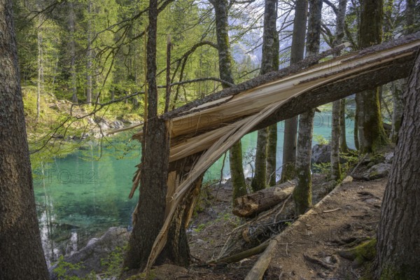 Splintered tree trunk at Lago Fusine, Tarvisio, province of Udine, Italy, Europe