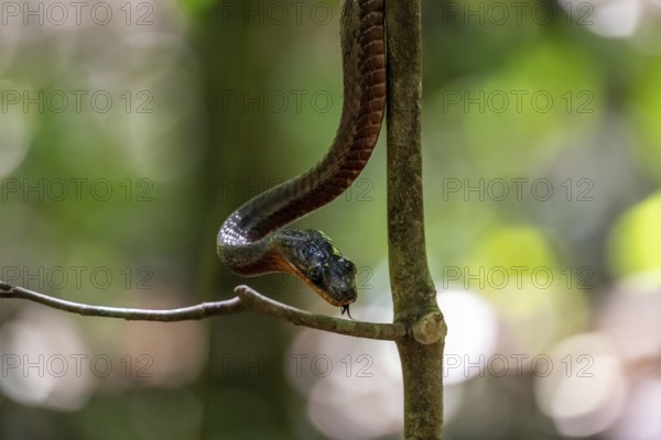American whipsnake (Mastigodryas melanolomus), slithering on a branch, in the rainforest, Corcovado National Park, Osa, Puntarena Province, Costa Rica, Central America