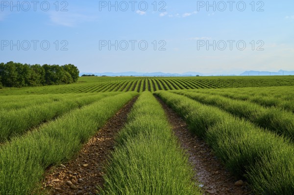 Extensive lavender field (Lavandula), blue sky and trees in the background, summer, Valensole, Alpes-de-Haute-Provence, Provence-Alpes-Cote d'Azur, France, Europe