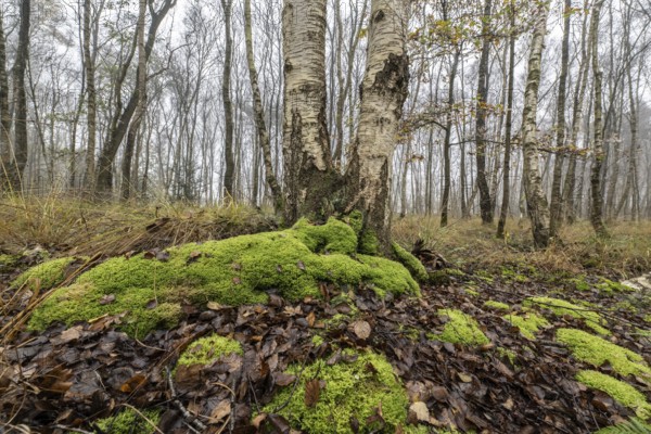 Fog in birch quarry forest (Betula pendula), Emsland, Lower Saxony, Germany, Europe