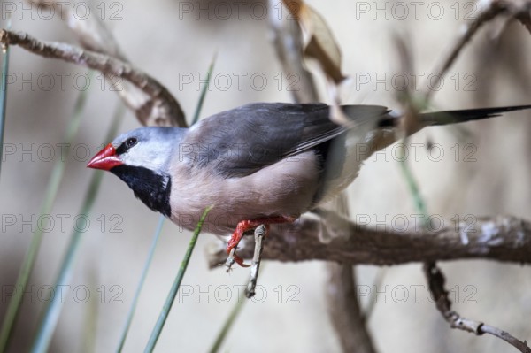 Sharp-tailed Amadine (Poephila acuticauda), captive, Germany, Europe