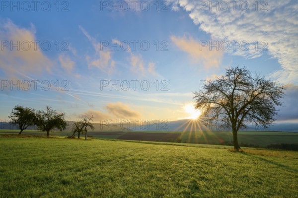 Green orchard meadow, apple tree, under a slightly cloudy sky at sunrise in a quiet landscape, autumn, Eichelsbach, Elsenfeld, Spessart, Bavaria, Germany, Europe