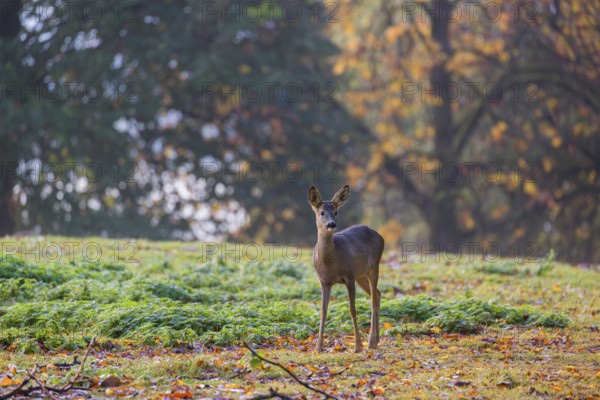 A female roe deer (Capreolus capreolus) stands in a meadow at sunrise. The trees around show fall foliage