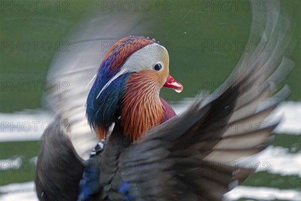 Mandarin duck (Aix galericulata), male, portrait, with outstretched wings, water droplets on the nose, Hechtsee, Kufstein, Tyrol, Austria, Europe