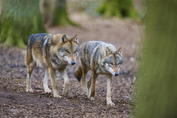Wolf (Canis lupus), pair of wolves walking in the forest between the trees, Germany, Europe