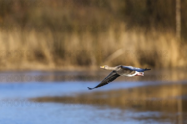 Greylag Goose, Anser anser, bird in flight over winter marshes