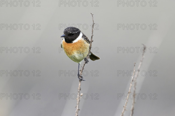 Stonechat (Saxicola rubicola), male sitting on a branch, Lake Neusiedl National Park, Seewinkel, Burgenland, Austria, Europe