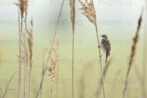 Reed warbler (Acrocephalus schoenobaenus), male on reeds, Lake Neusiedl National Park, Burgenland, Seewinkel, Austria, Europe