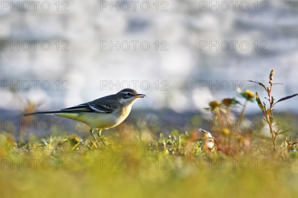 Yellow wagtail (Motacilla flava flava) foraging, Flusslandschaft Peenetal nature park Park, Mecklenburg-Western Pomerania, Germany, Europe
